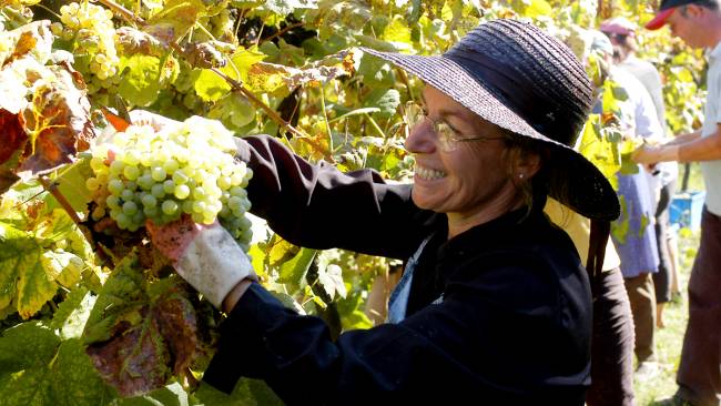 Viticultora portuguesa em vinícola da região dos Vinhos Verdes 