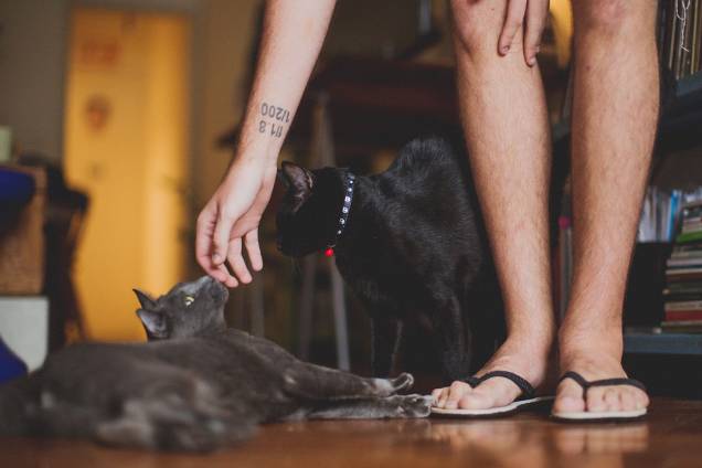 O fotógrafo Lucas Landau com seus gatos