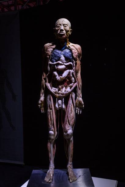 Human Bodies – Maravilhas do Corpo Humano