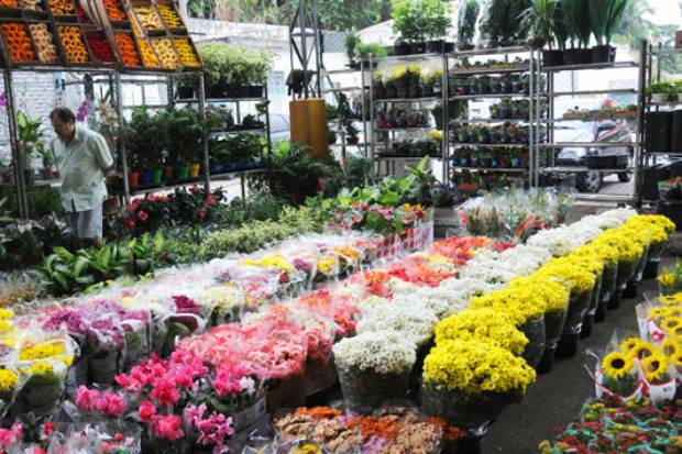 Onde comprar flores no Rio | VEJA RIO