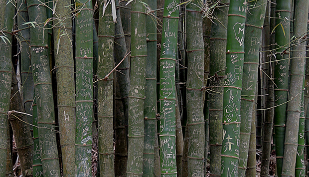 Árvore Sem Risco: ferimentos de bambus e outras plantas serão tratados no mutirão