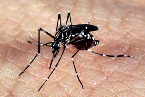 Aedes aegypti