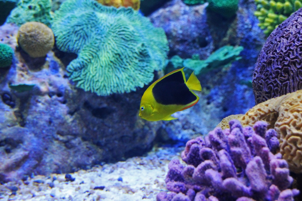 AquaRio