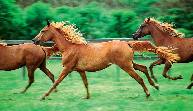 cavalos.jpg