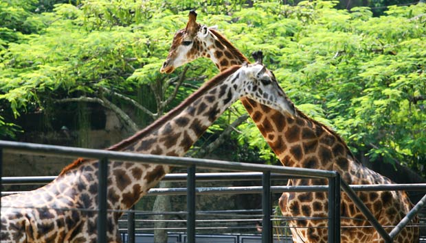 jardim-zoologico.jpg