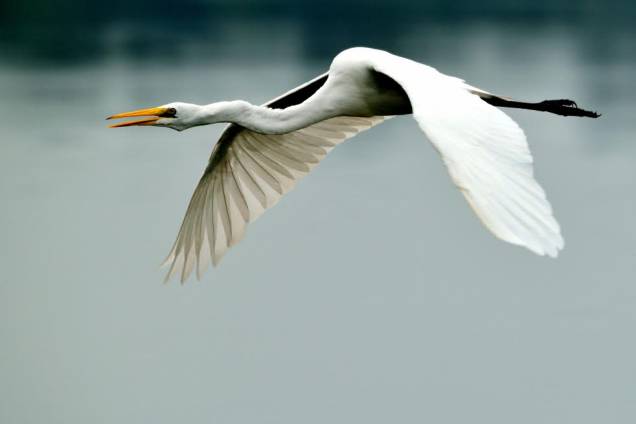 Garça branca grande: Ardea alba Garça branca grande: Ardea alba