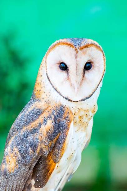 Coruja-da-torre: Tyto alba