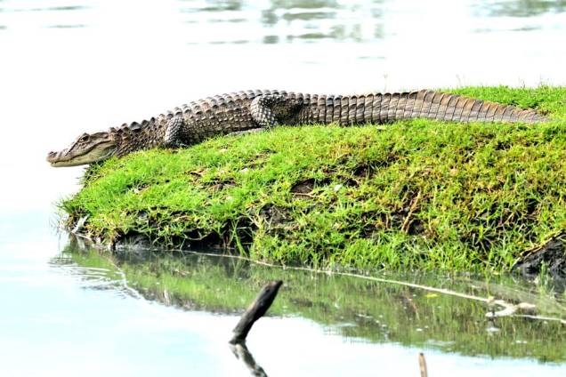 Jacaré-de-papo-amarelo: Caiman latirostris