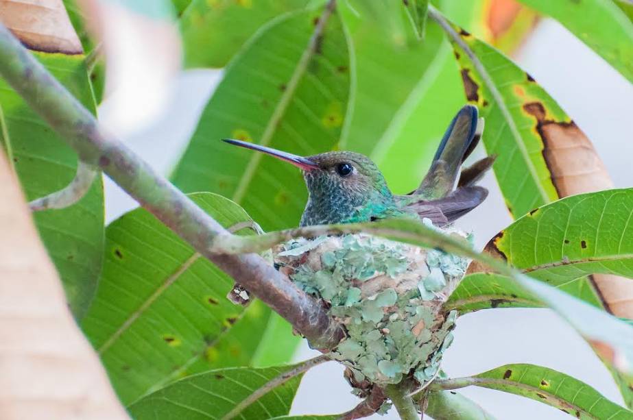 Beija-flor-de-fronte-violeta: Thalurania glaucopis