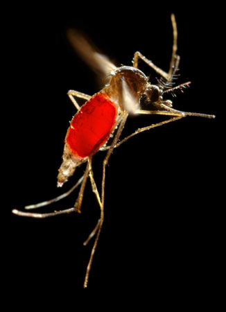 aedes-aegypti-dengue-02.jpg