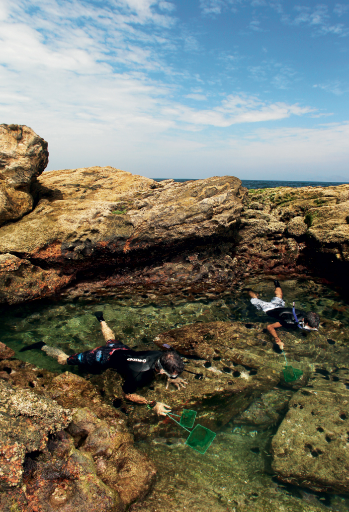 Mergulhadores caçam espécimes em meio às rochas nas Ilhas de Maricá