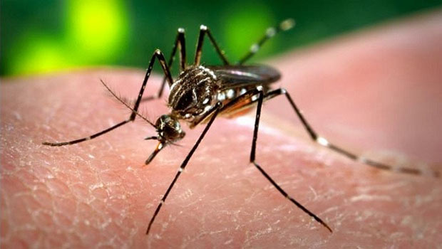 aedes-aegypti-dengue.jpg