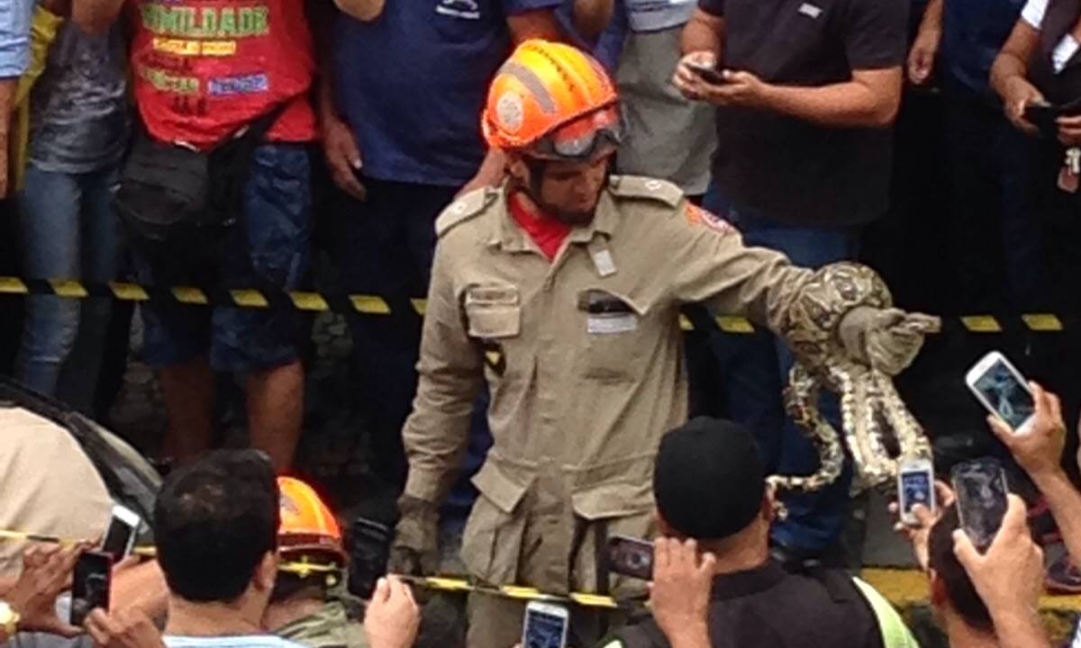 Cobra na Petrobras: réptil foi capturado nesta segunda (19) pelos bombeiros