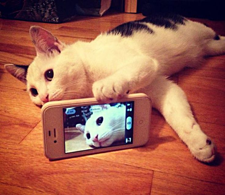 Novo aplicativo funciona como um Instagram só para gatos