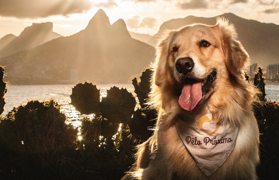 Shakira: cadelinha terapeuta do projeto Pelo Próximo posa no Arpoador para estampar capa de calendário beneficente