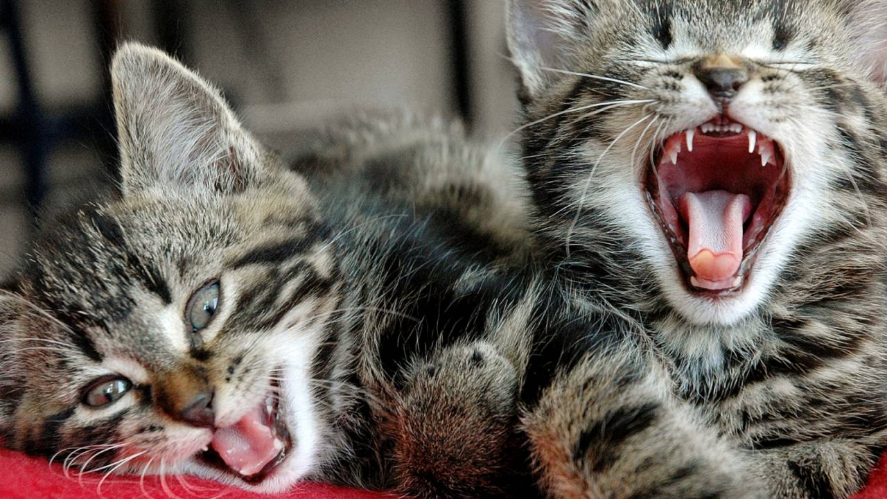 “Adote uma mãezinha”: feira de adoção no Leblon terá apenas gatinhas mamães que já tiveram seus filhotes adotados