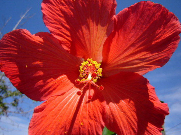 Hibisco