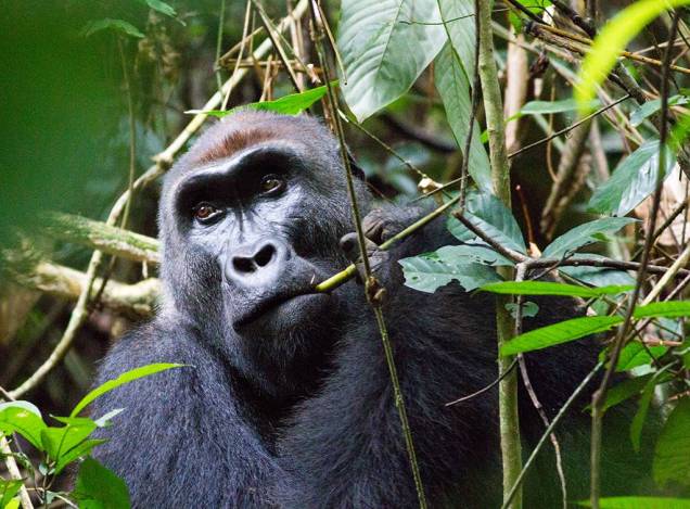 A exuberante floresta tropical tem tudo para fazer do Congo um polo turístico
