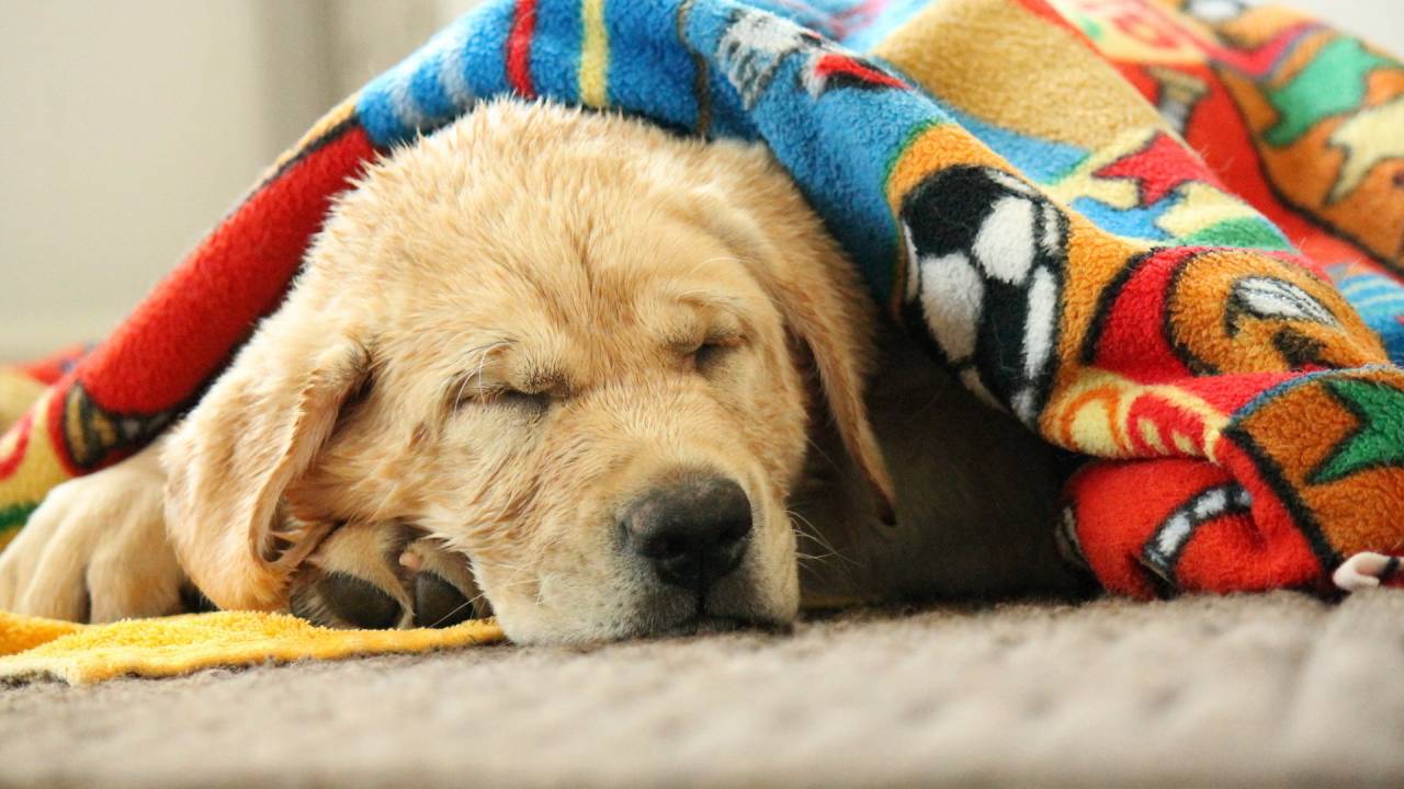 cachorro cobertor