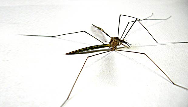 mosquito-dengue.jpg