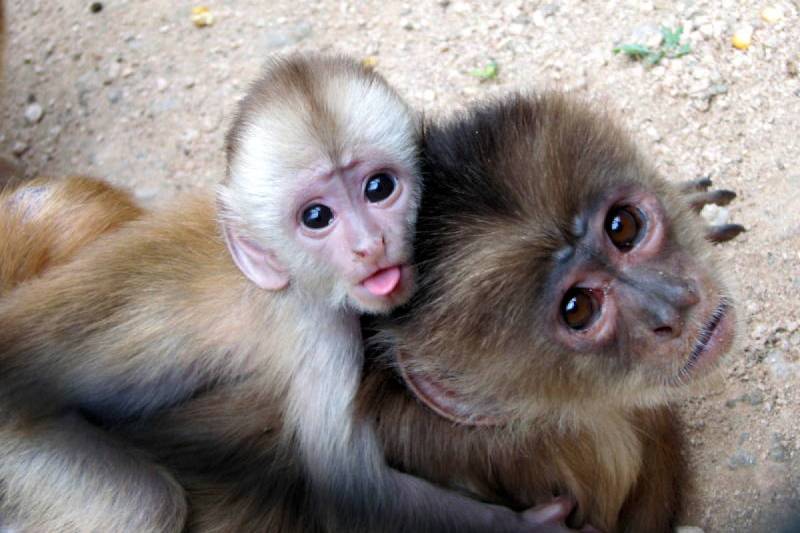 Filhote de macaco-prego 
