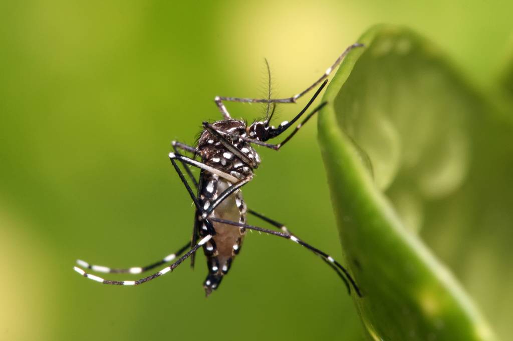 Aedes Aegypti: mosquito transmissor do zika vírus deve ser combatido em casa