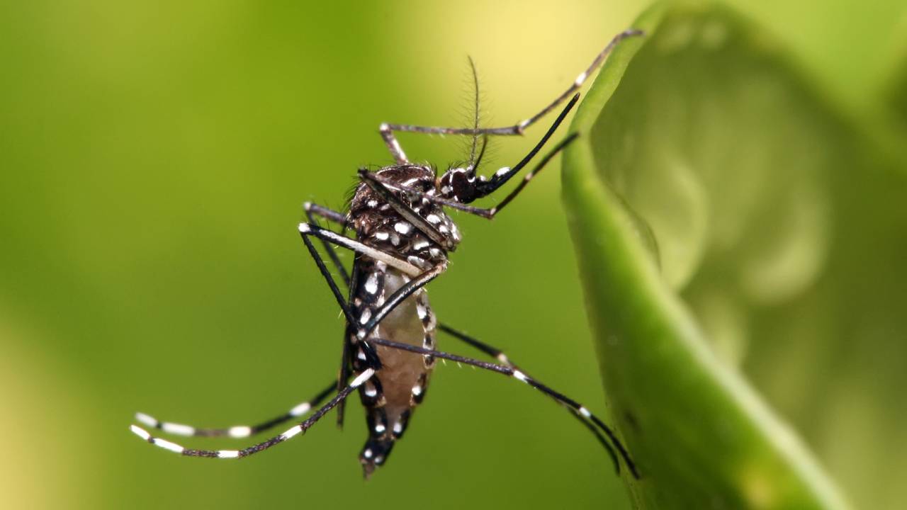 Aedes Aegypti: mosquito transmissor do zika vírus deve ser combatido em casa