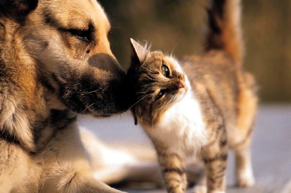 cachorro e gato