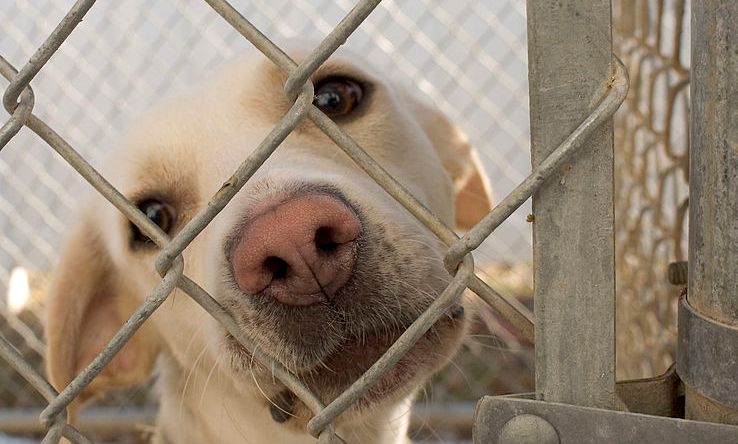 Adoção em alta: três feiras de cães e gatos acontecem neste fim de semana no Rio