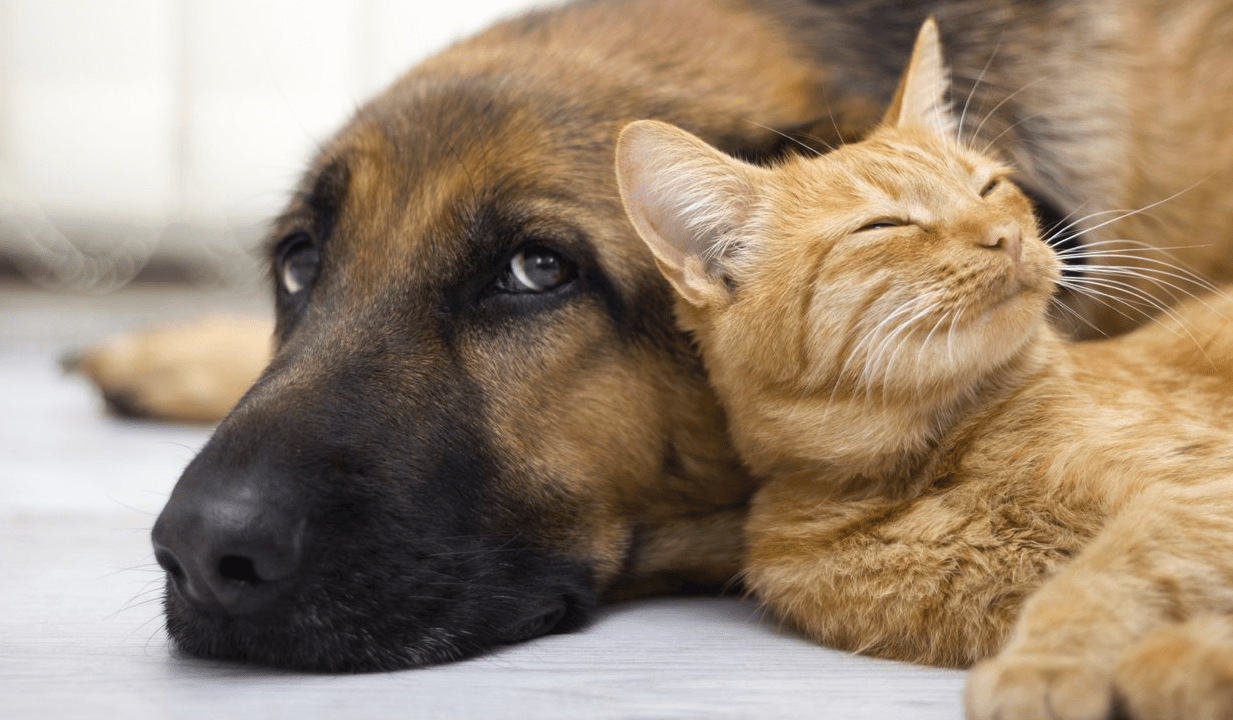 Cão e Gato