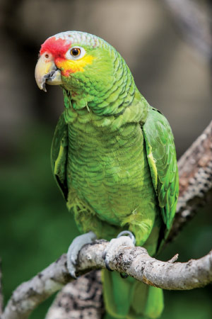 mundo-animal-01.jpg