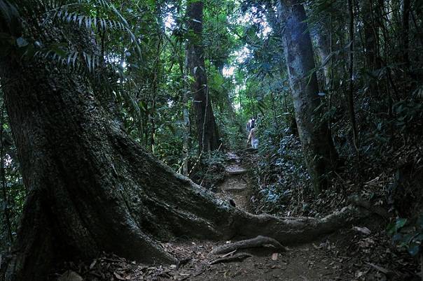 Para medir os benef&iacute;cios da mata, a empresa americana US Forest Service mediu benef&iacute;cios como a reten&ccedil;&atilde;o de poluentes da atmosfera<br>