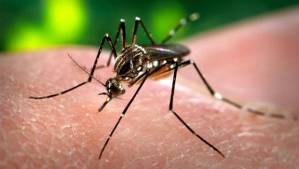O mosquito Aedes aegypti, responsável pela transmissão dos vírus da dengue, febre chikungunya e Zika