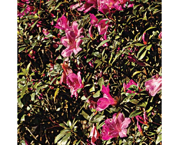 Ela também floresce no frio: Azaléia (Rhododendron simsii)<br>