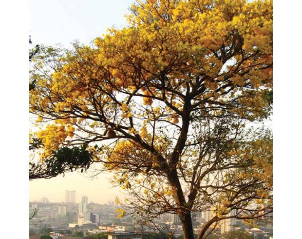 Ela tamb&eacute;m floresce no frio: Ip&ecirc; amarelo (Tabebuia chrysotricha)<br>