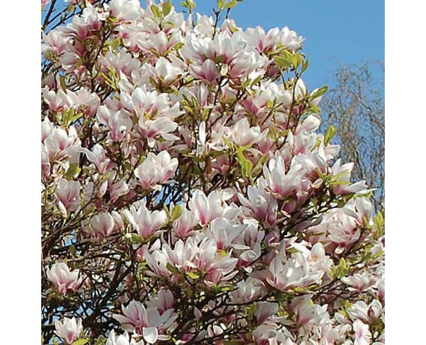 Ela também floresce no frio: Magnólia (Magnolia liliflora)<br>