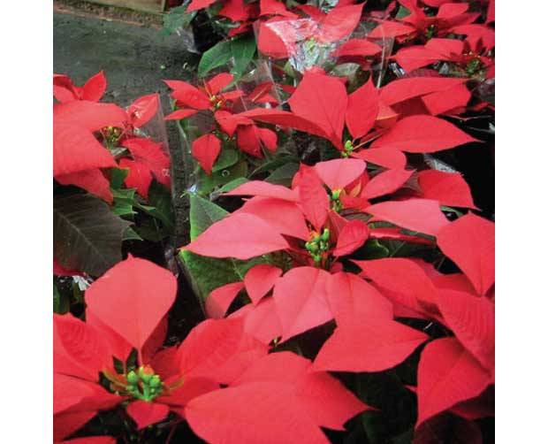 Ela tamb&eacute;m floresce no frio: Bico-de-papagaio (Euphorbia pulcherrima)<br>