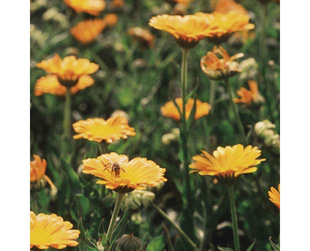 Ela também floresce no frio: Calêndula (Calendula officinalis)<br>