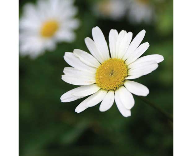 Ela também floresce no frio: Margarida (Chrysanthemum leucanthemum)<br>
