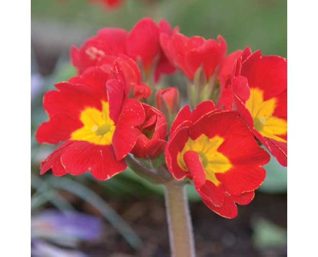 Ela também floresce no frio: Prímula (Primula malacoides)<br>