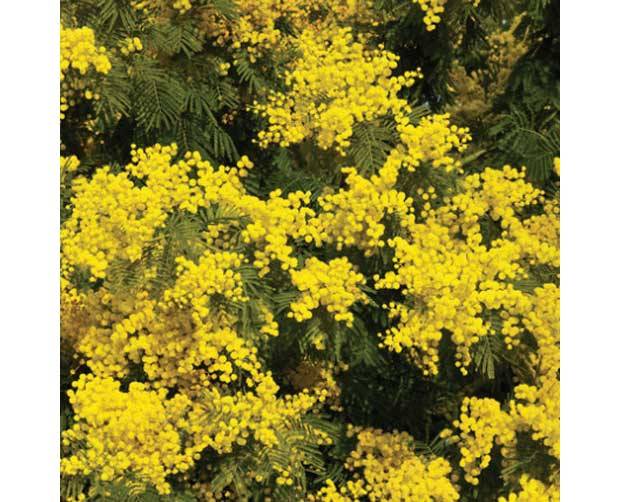 Ela tamb&eacute;m floresce no frio: Ac&aacute;cia (Acacia farnesiana)<br>