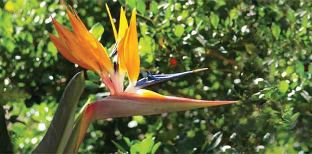 Ela também floresce no frio: Estrelítzia (Strelitzia reginae)<br>