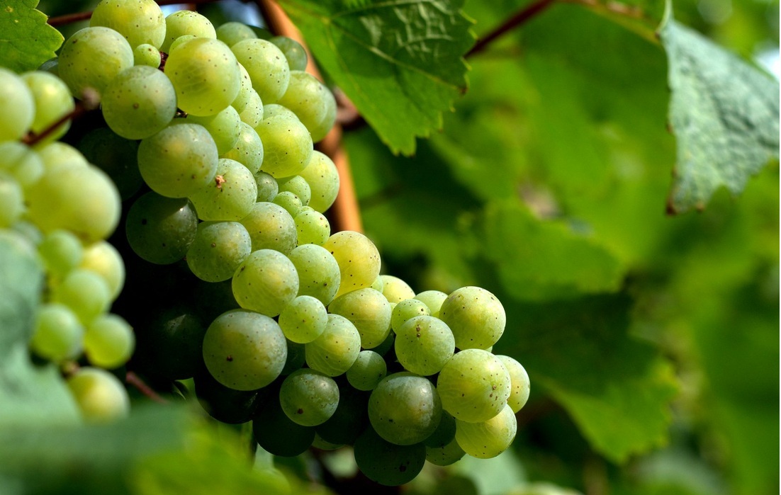 Conheçam a Riesling | VEJA RIO
