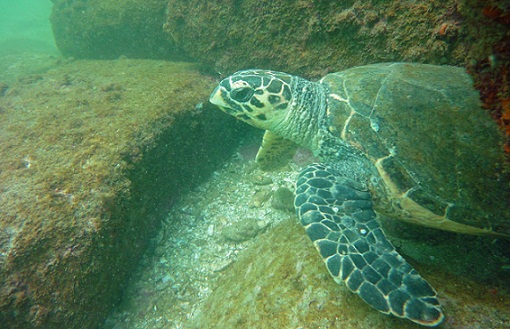 A fauna marinha no entorno é requíssima e lar de espécies ameaçadas, como a tartaruga verde, que chega a viver 80 anos<br>