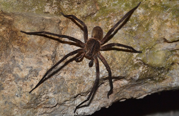 Extremamente agressiva, a aranha armadeira é considerada uma das mais venenosas do mundo. Sua picada pode levar um adulto à morte em até seis horas<br>