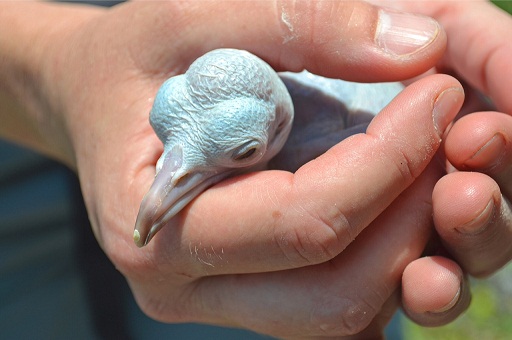 Fragata recém-nascida é avaliada por biólogo. Ilhas são berçário para aves como a gaivota<br>
