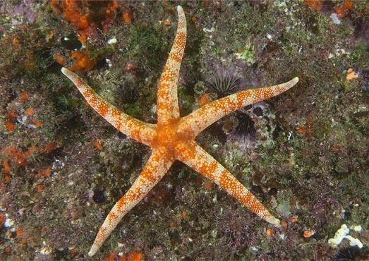 Estrela do mar da espécie narcissia trigonaria<br>