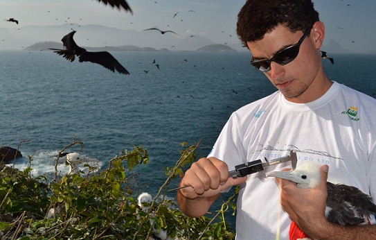 Pesquisador faz medições de uma fragata na Ilha Redonda<br>