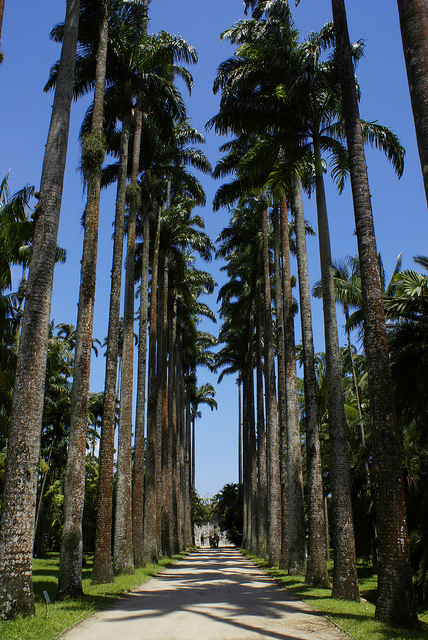 Palmeiras imperais na entrada do Jardim Botânico no Rio de Janeiro