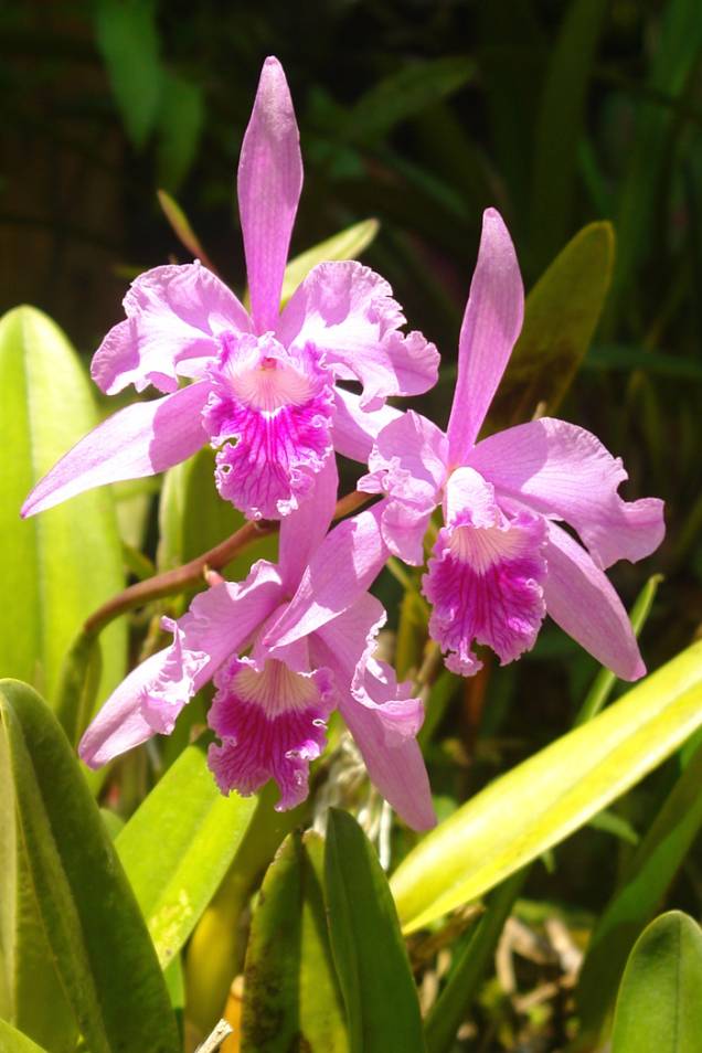 Nova edição do evento Orquídea no Jardim Botânico